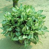 Indoor Plants Manufacturer Supplier Wholesale Exporter Importer Buyer Trader Retailer in Kolkata West Bengal India